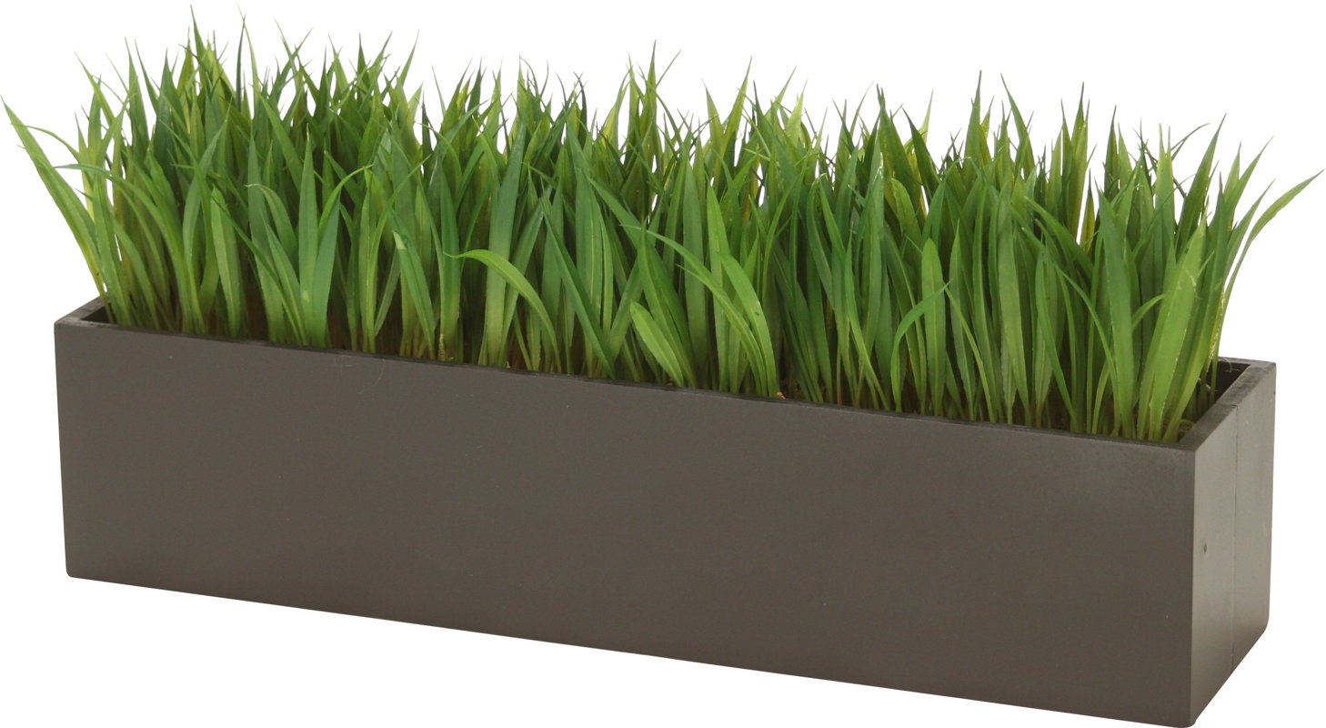 Grass in rectangular wood planter